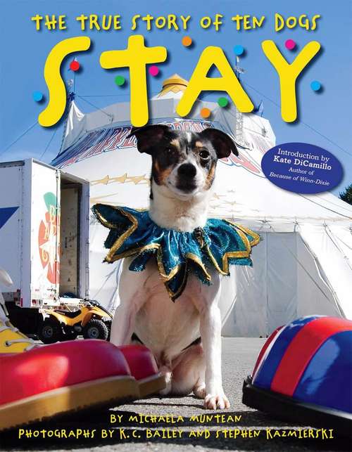 Book cover of STAY: The True Story of Ten Dogs