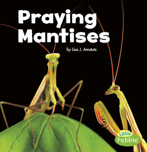 Book cover of Praying Mantises (Little Critters Ser.)