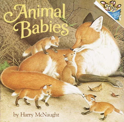 Book cover of Animal Babies