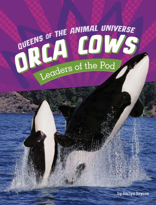 Book cover of Orca Cows: Leaders Of The Pod (Queens Of The Animal Universe Ser.)