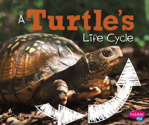Book cover of A Turtle's Life Cycle (Explore Life Cycles Ser.)