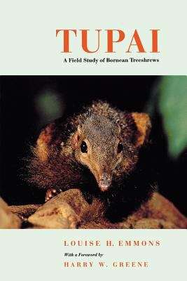 Book cover of Tupai: A Field Study of Bornean Tree Shrews