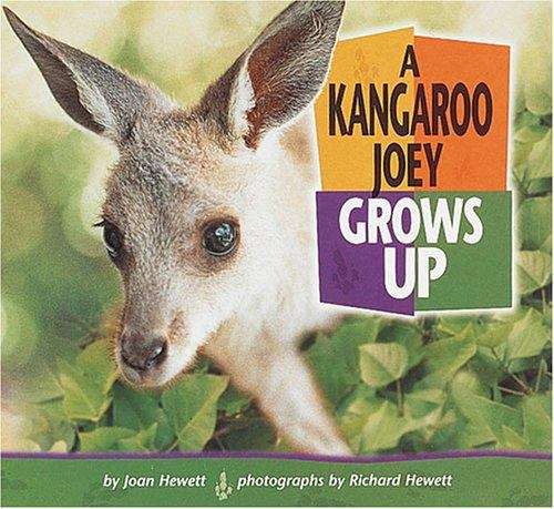 Book cover of A Kangaroo Joey Grows Up