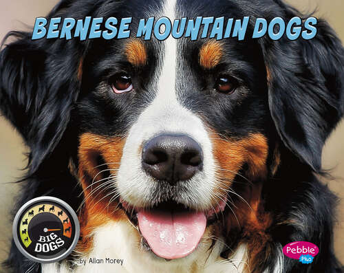 Book cover of Bernese Mountain Dogs (Big Dogs Ser.)