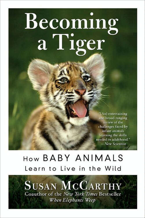 Book cover of Becoming a Tiger: The Education of an Animal Child