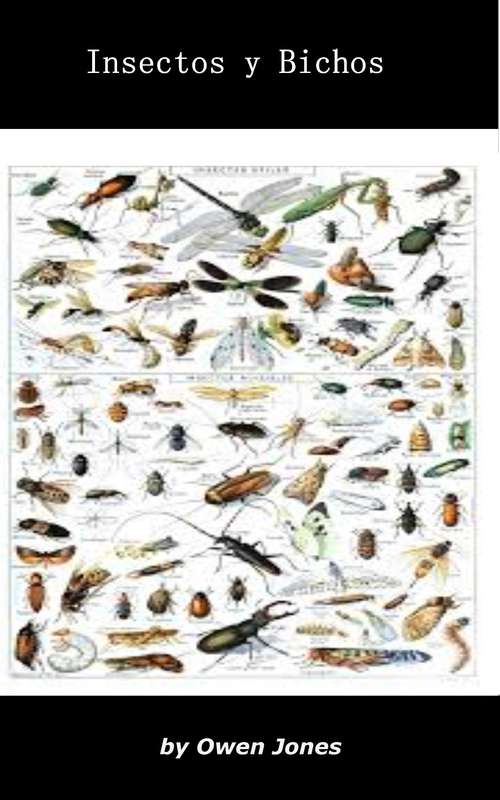 Book cover of Insectos y bichos (Como hacer... #65)
