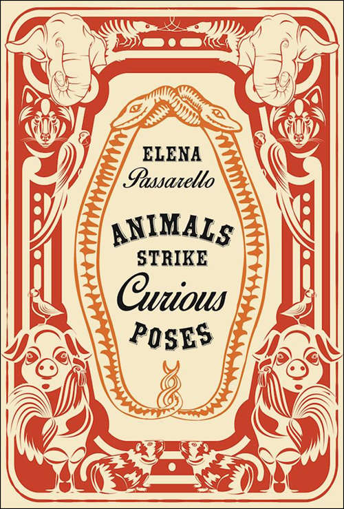 Book cover of Animals Strike Curious Poses