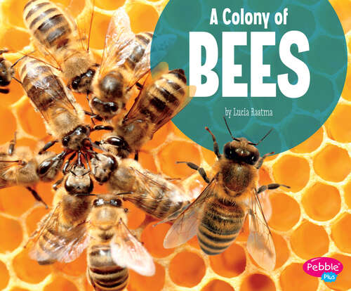 Book cover of A Colony of Bees (Animal Groups Ser.)