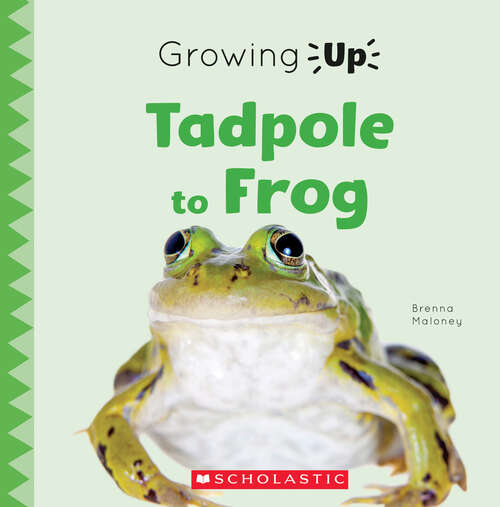 Book cover of Tadpole to Frog (Growing Up)