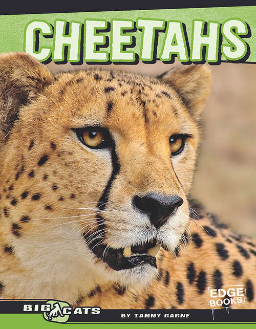 Book cover of Cheetahs (Big Cats Ser.)