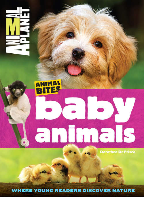 Book cover of Baby Animals (Animal Planet Animal Bites)