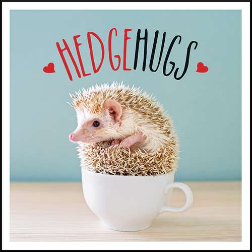 Book cover of Hedgehugs: A Spike-Tacular Celebration of the World's Cutest Hedgehogs