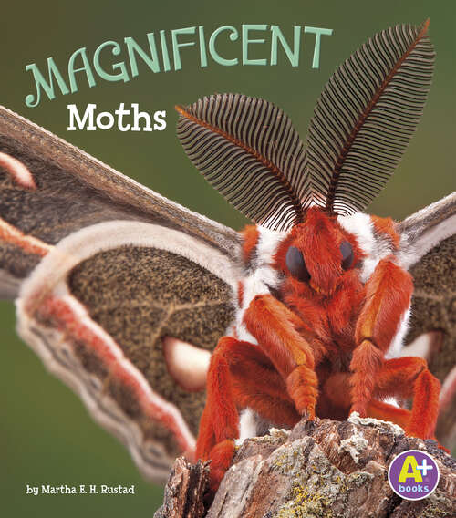 Book cover of Magnificent Moths (Bugs Are Beautiful! Ser.)