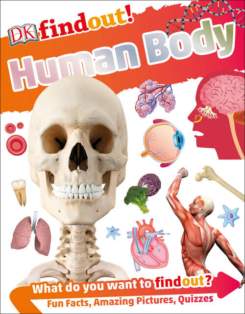 Book cover of DKfindout! Human Body (DK findout!)