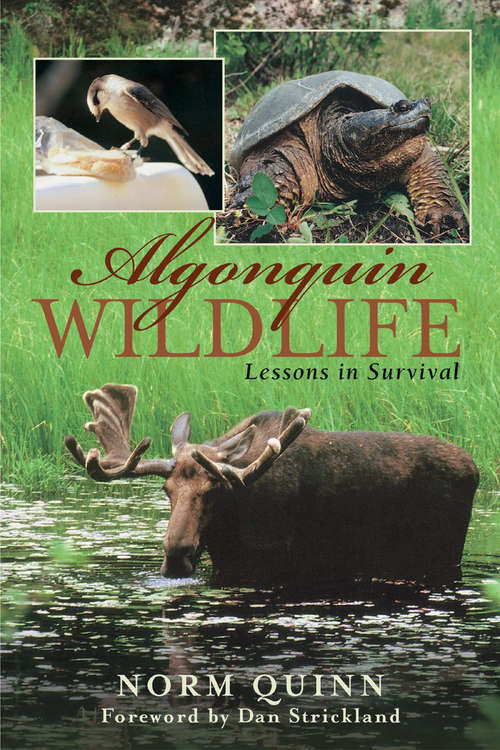 Book cover of Algonquin Wildlife: Lessons in Survival